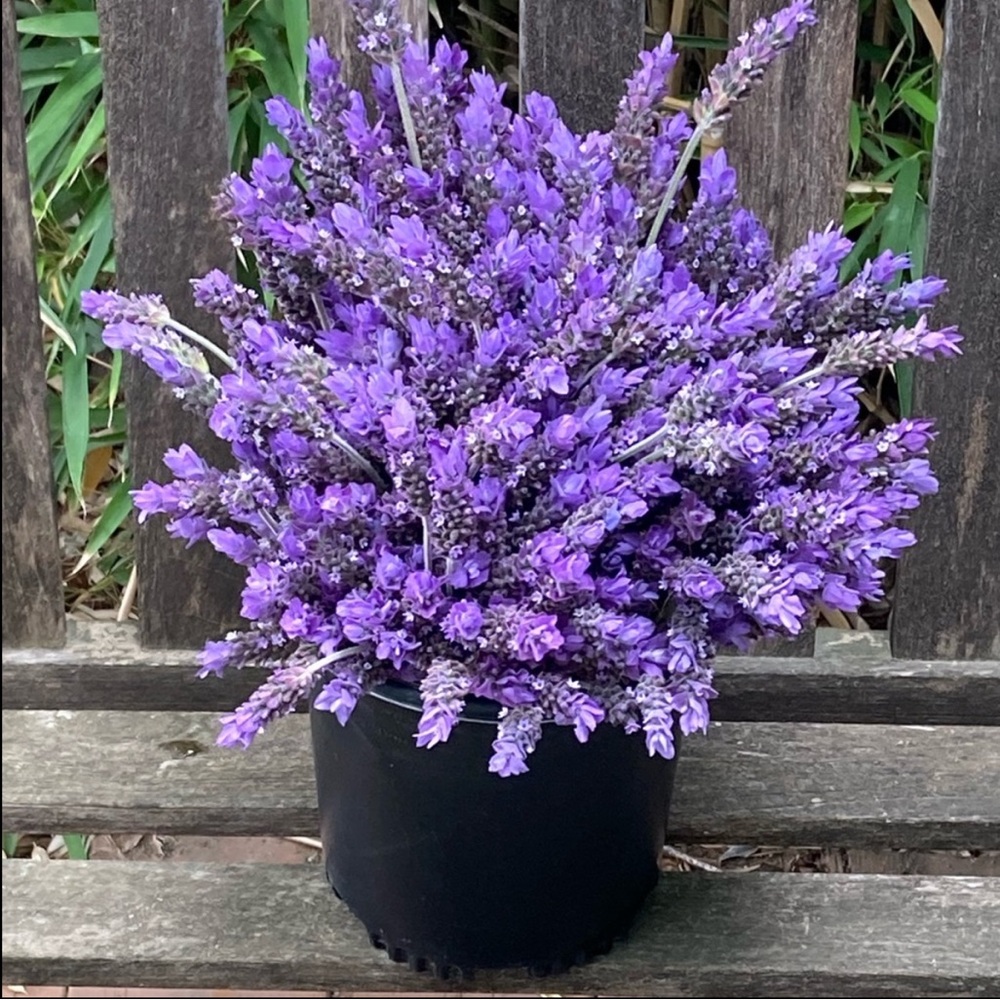 Dried Lavender Bouquet Jar Gift Organic Hand Crafted New - Picture 11 of 12